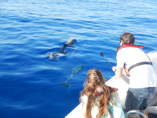 Whale and Dolphin Watching with SpeedBoat From Funchal - OceanSee