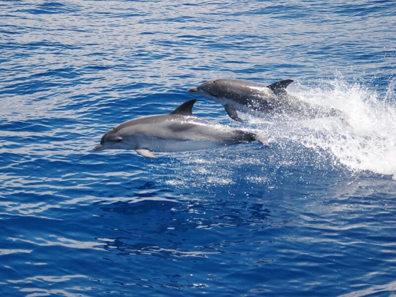 Dolphins & Whale Watching with SeaBorn Catamaran from Funchal