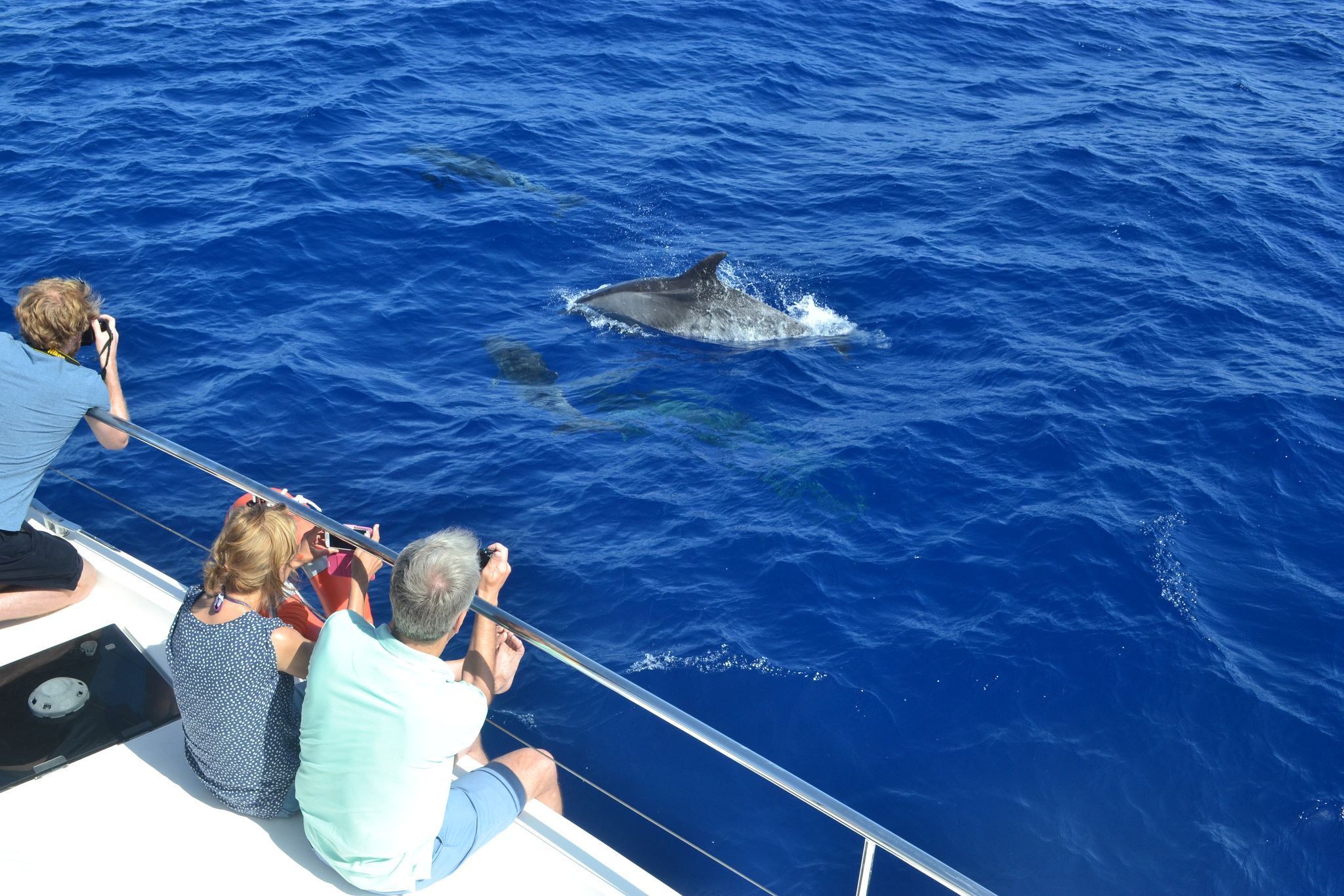whale watching tour funchal