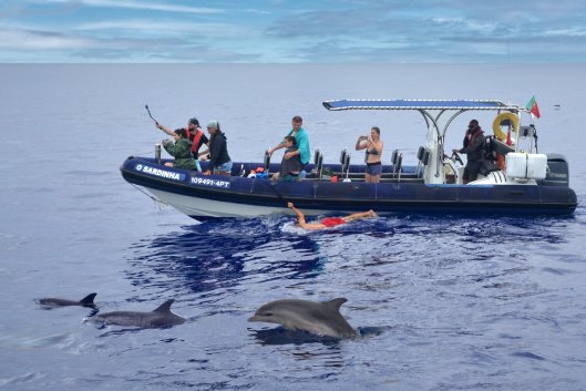 speedboat-dolphins